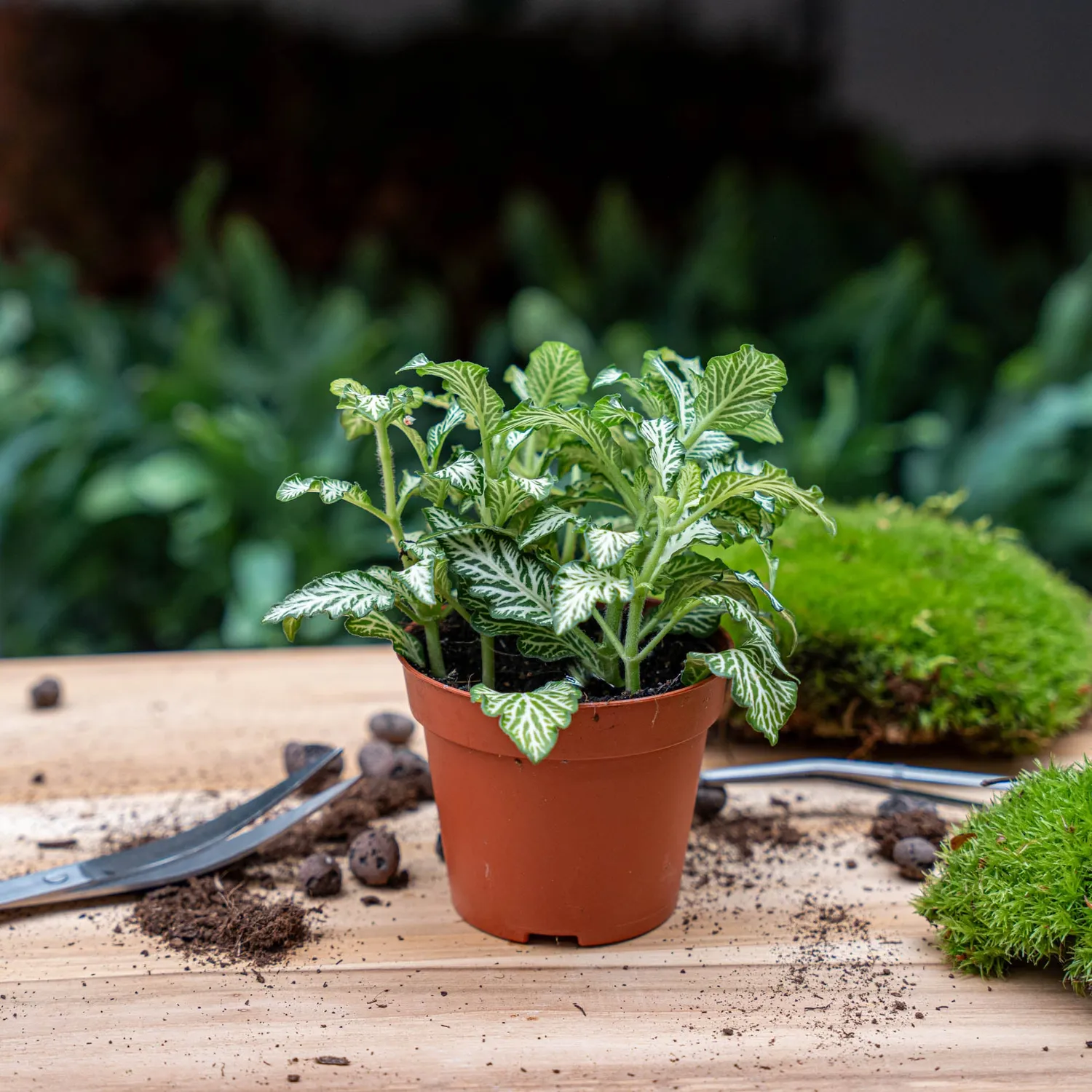 Urbanjungl Lancifolia terrariumplanten 3 stuks fittonia