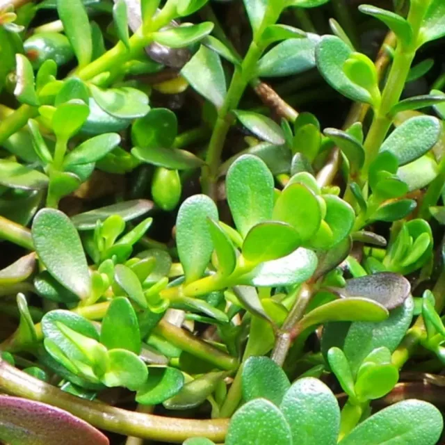 The Natural World Bacopa monnieri plant P9 waterplant