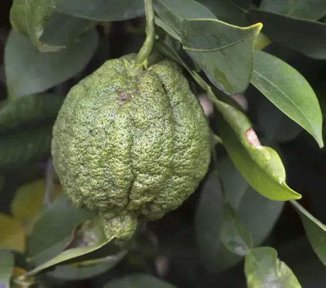 The Natural World Citrus cavaleriei citrusplant winterhard