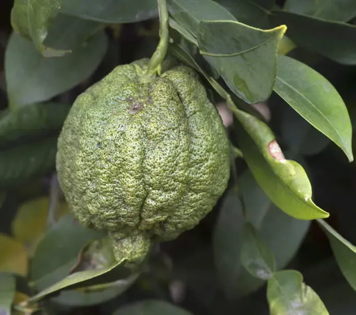 The Natural World Citrus cavaleriei citrusplant yuzu zuur