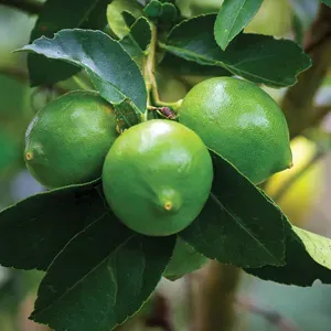 The Natural World Citrus x latifolia Tahiti limoenboom eetbaar
