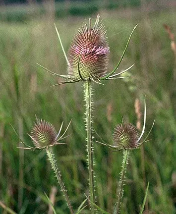 The Natural World Kaardebol plant bijenplant