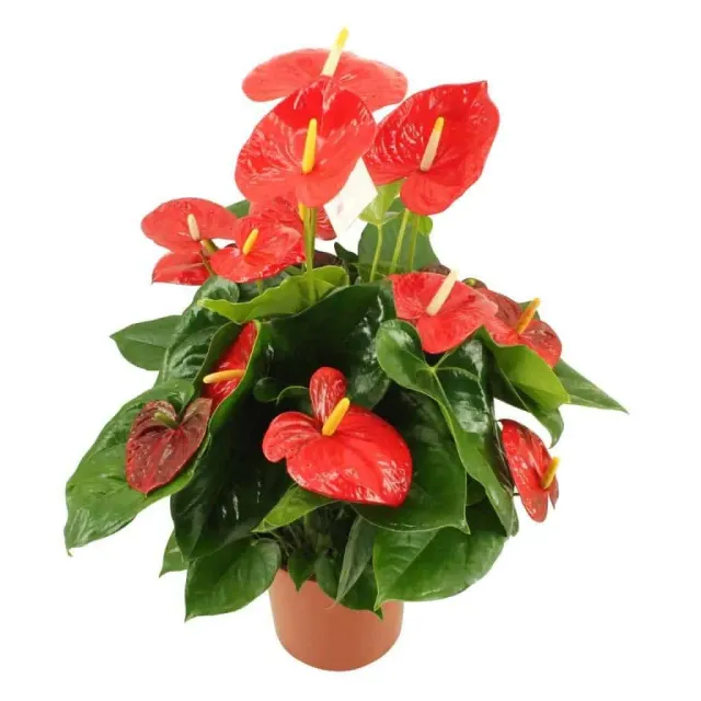 XL-Bloom YoungPlants XL.77 aardbeiplant Famous Leo