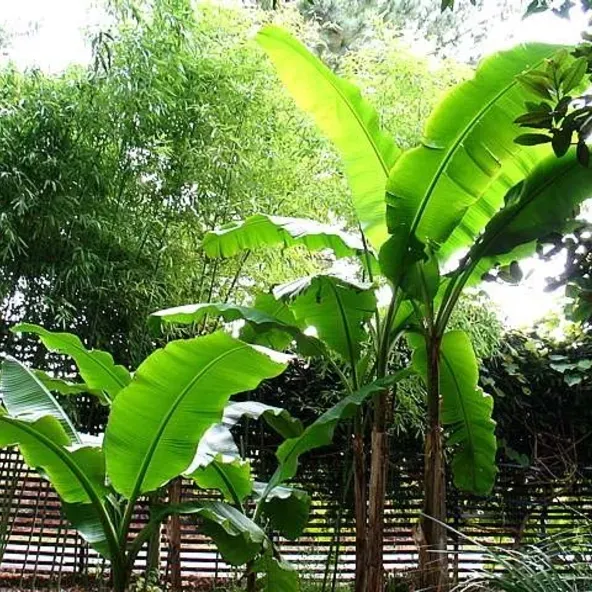 The Natural World Musa basjoo banaan plant winterhard