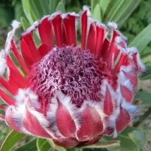 The Natural World Protea Tasman Ruby plant rode bloem