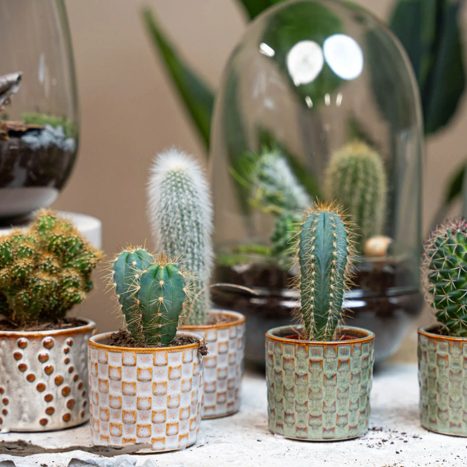 Urbanjungl Cactus Set 6 stuks vetplant 8-12 cm Madrid pot