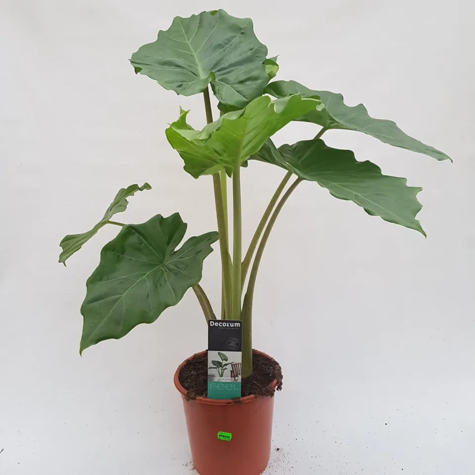 Alocasia Portadora olifantsoor kamerplant