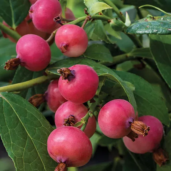 The Natural World Vaccinium Pink Saphire blauwe bes roze