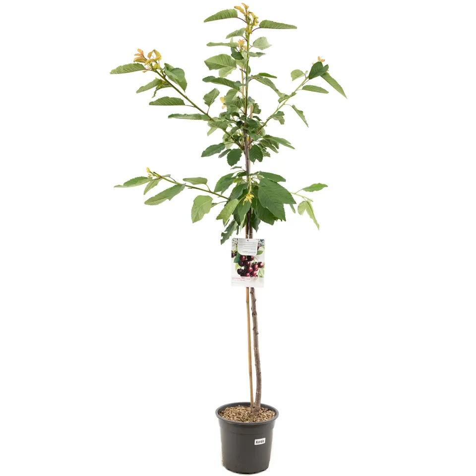Tuincentrum Heerdink Prunus Kordia kersenboom zoete kers