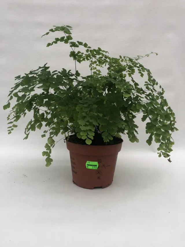 Tuincentrum Heerdink Venushaar Fragrans kamerplant luchtzuiverend