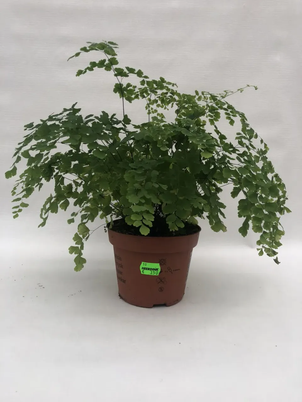 Tuincentrum Heerdink Venushaar Fragrans kamerplant luchtzuiverend