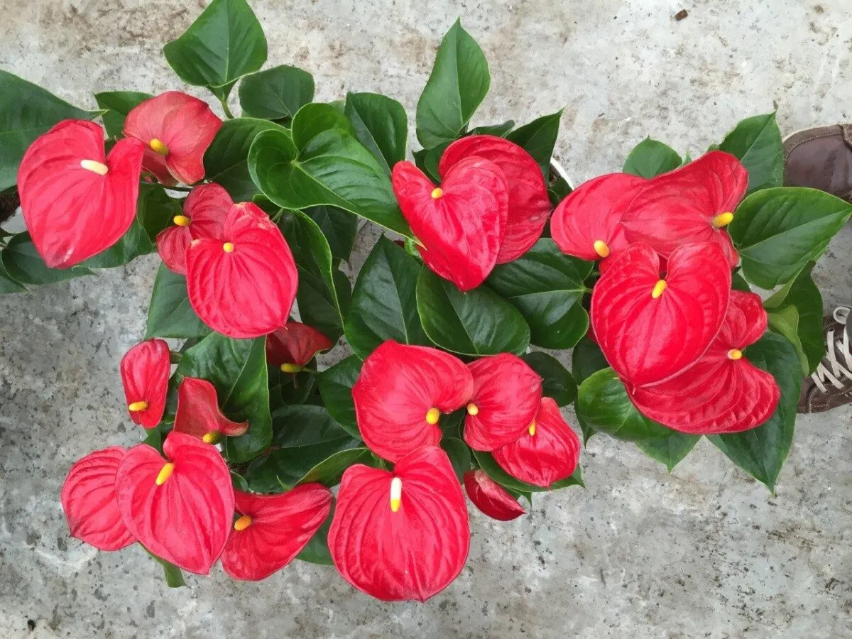 XL-Bloom YoungPlants XL.16 aardbeiplant Chelsey Red zoet