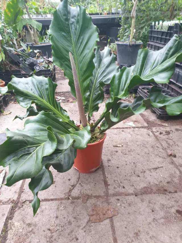 The Natural World Anthurium plowmanii kamerplant groot blad