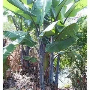 The Natural World Musa nagensium zaden winterharde banaan