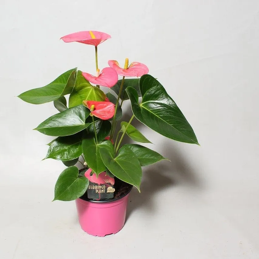 XL-Bloom YoungPlants XL.31 Arisa Pink jonge plant eetbaar