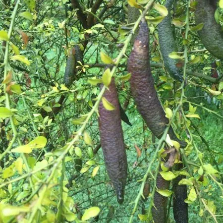The Natural World Citrus australasica Alstonville plant eetbaar