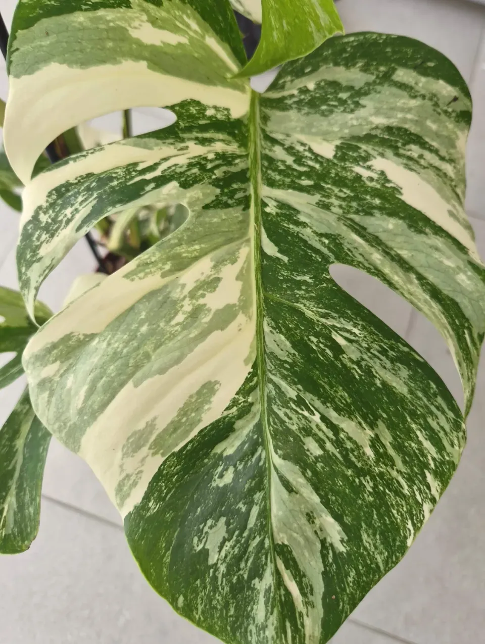 The Natural World Monstera Deliciosa Variegata gatenplant