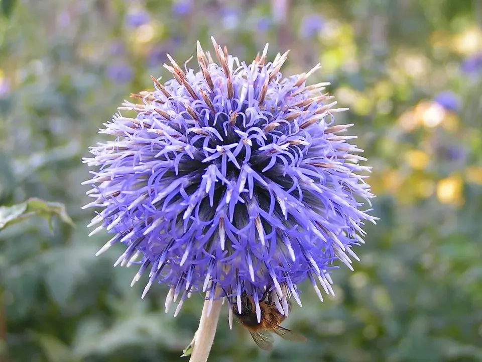 The Natural World blauwe kogeldistel zaden bijenplant