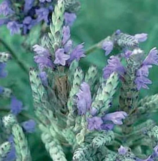 The Natural World Royal Crown lavendel plant tandlavendel