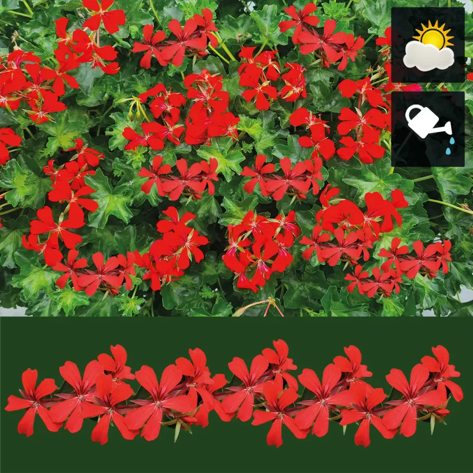 Huyskweker Gameren hanggeranium rood FM zon