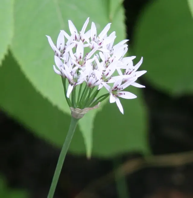 The Natural World Allium ramosum bieslook P9 eetbaar