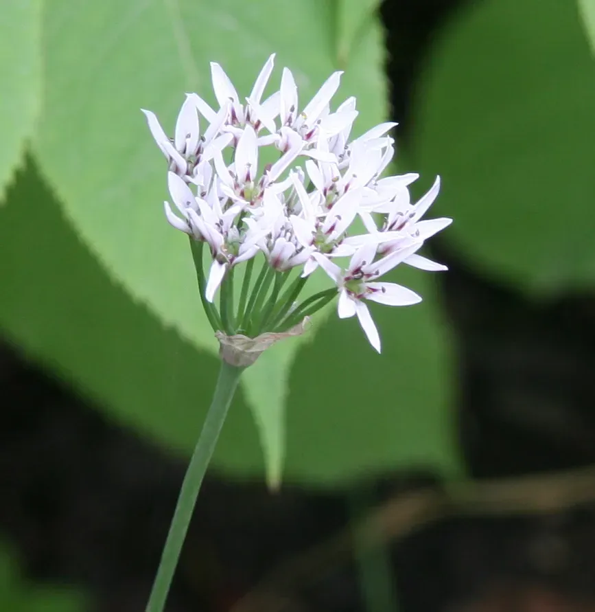 The Natural World Allium ramosum bieslook P9 eetbaar