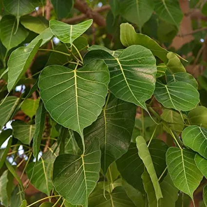 The Natural World Ficus religiosa bodhiboom plant