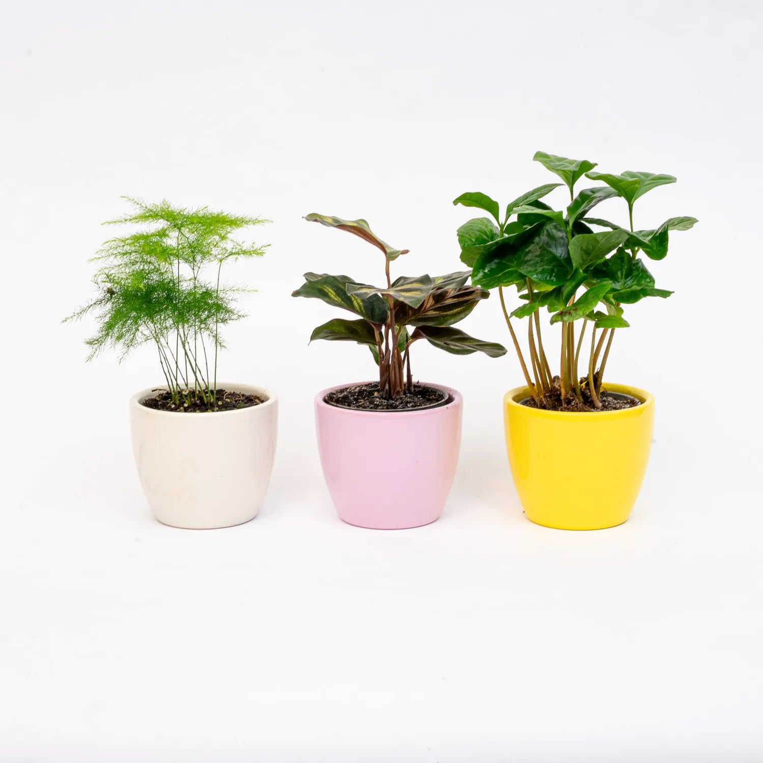 Urbanjungl Pastel Spring plantenset vetplanten 3 stuks Ø 6 cm