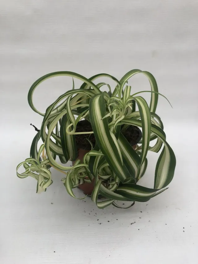 Tuincentrum Heerdink Chlorophytum Bonnie graslelie