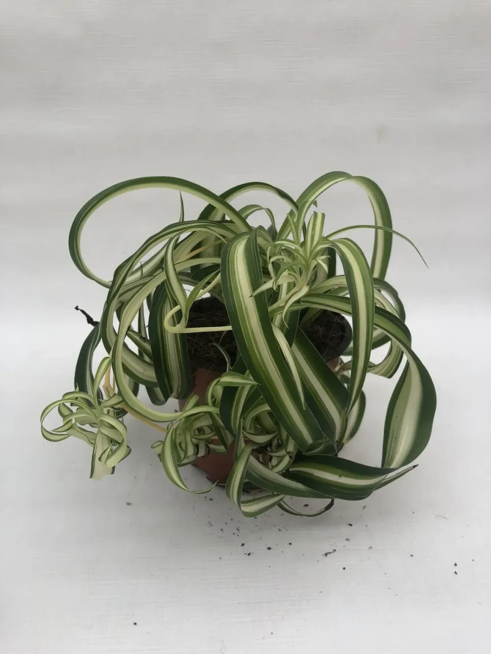 Tuincentrum Heerdink Chlorophytum Bonnie graslelie