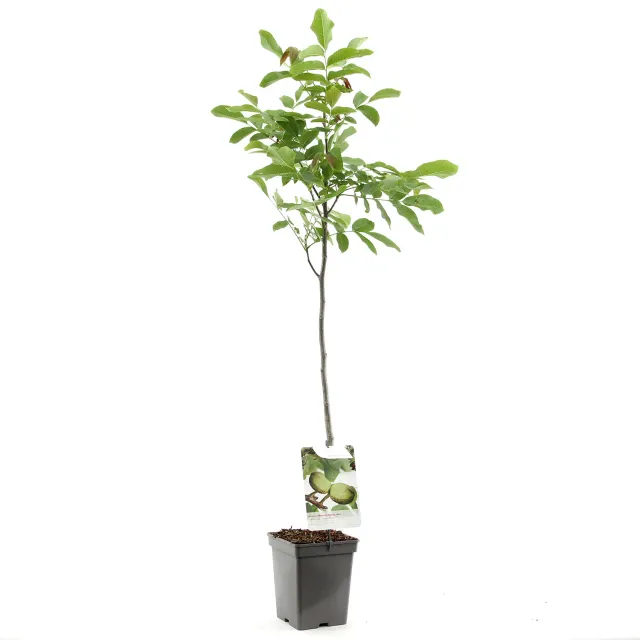 Tuincentrum Heerdink Juglans Regia Buccaneer Walnotenboom
