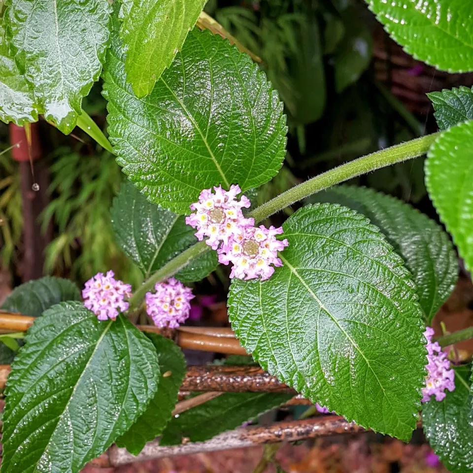 The Natural World Lippia alba theeplant eetbaar