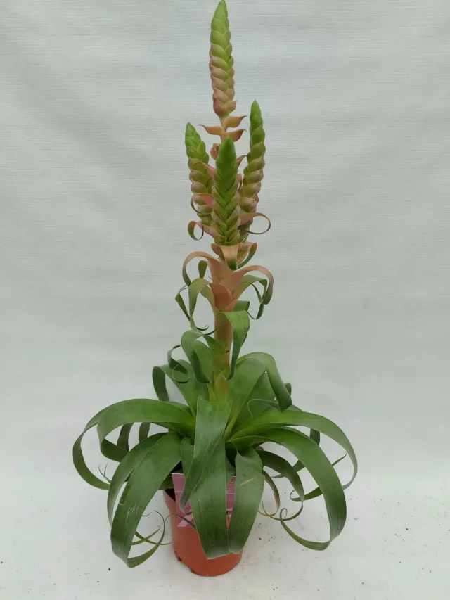 Tillandsia 'Samantha' luchtplantje groen hangend