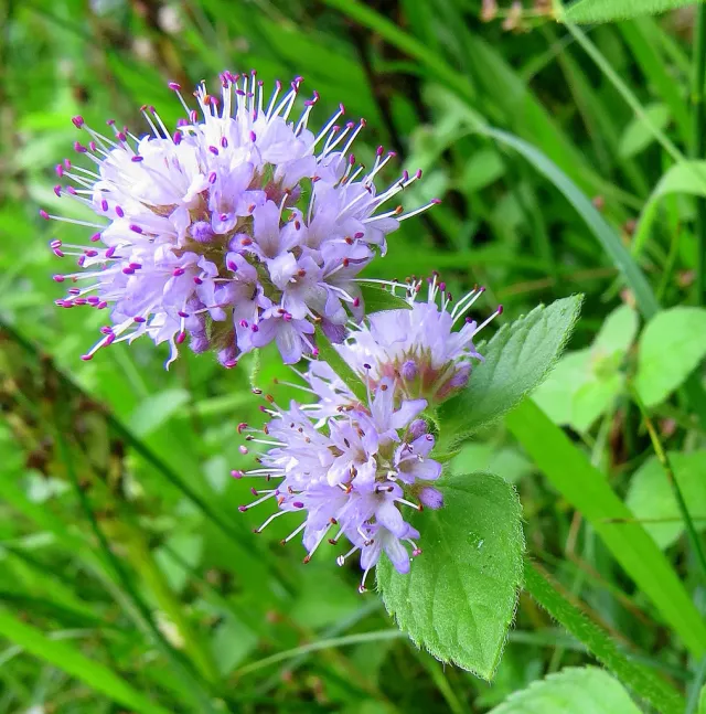 The Natural World Mentha aquatica watermunt plant P9 eetbaar