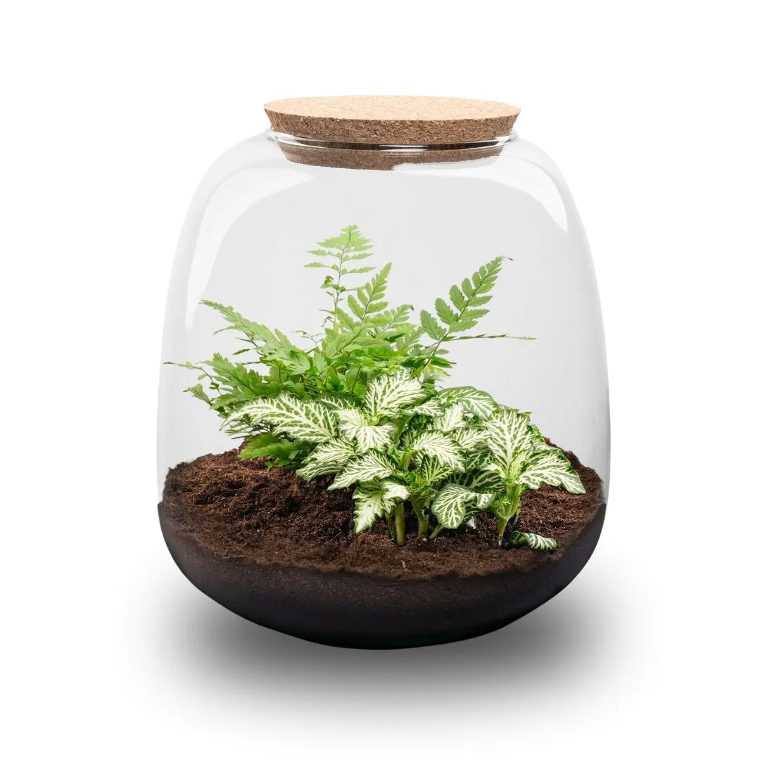 Urbanjungl Emma Mini terrarium DIY kit met kurk Ø19 cm