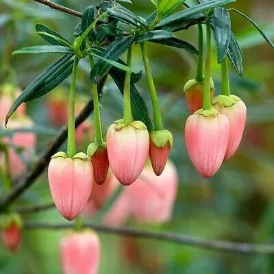 The Natural World Crinodendron Ashmount lantaarnboom roodbloeiend