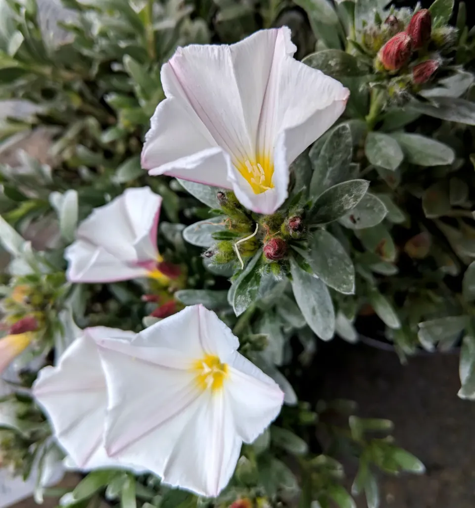 The Natural World Convolvulus creonum winde pot eetbaar