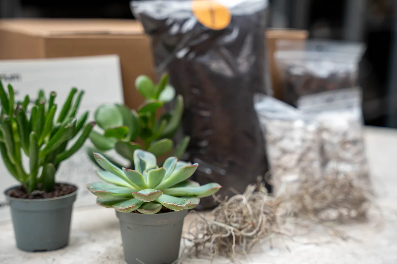 Urbanjungl Succulenten navulset L/XL 3 stuks met startersgrond