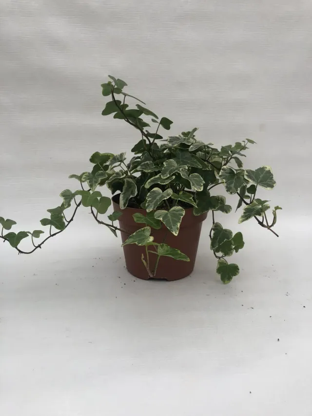 Tuincentrum Heerdink Hedera helix Glacier klimop bont blad
