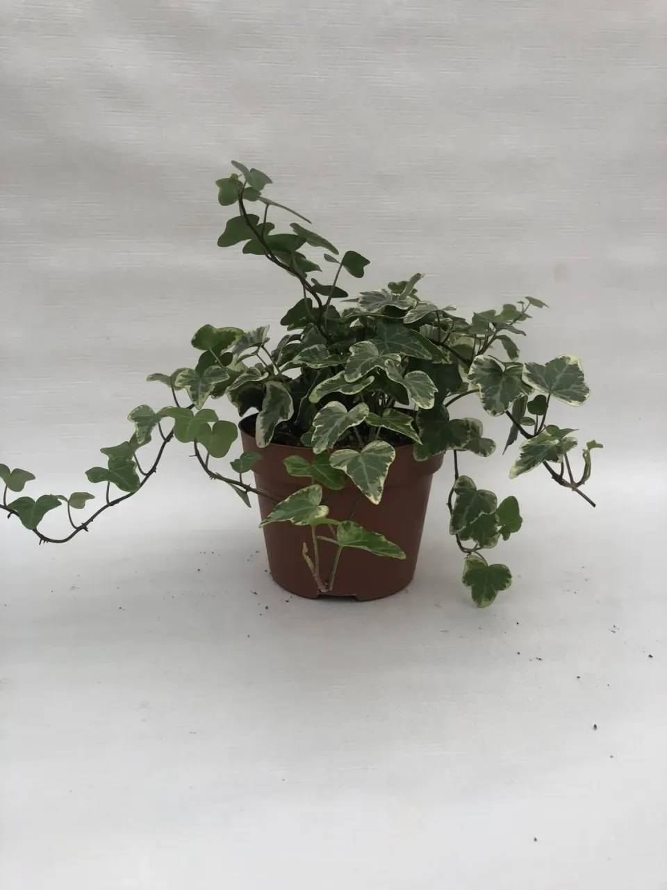 Tuincentrum Heerdink Hedera helix Glacier klimop bont blad