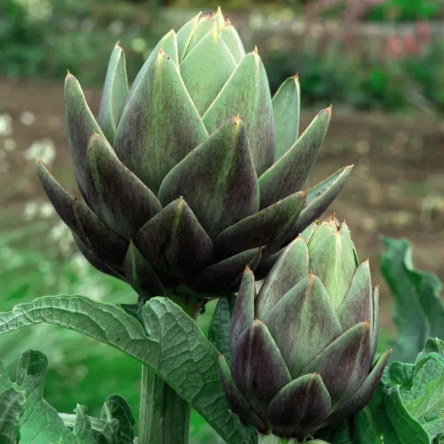 The Natural World Cynara scolymus artisjokplant eetbaar