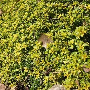 The Natural World Thymus x citr. Bertram Anderson tijmplant