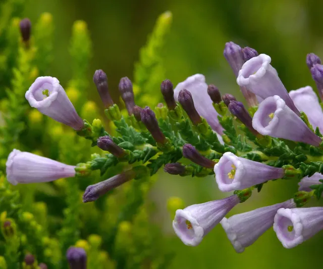 The Natural World Fabiana violacea struik paars