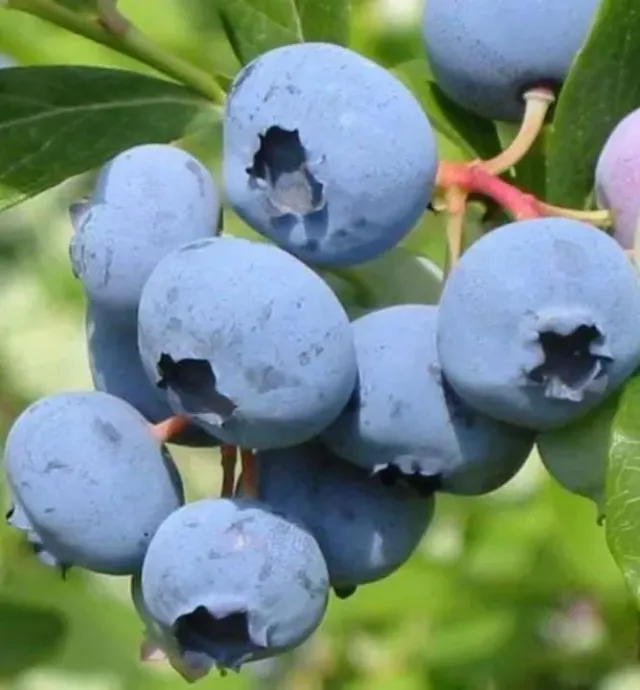 The Natural World Herbert blauwebessenplant groot fruit
