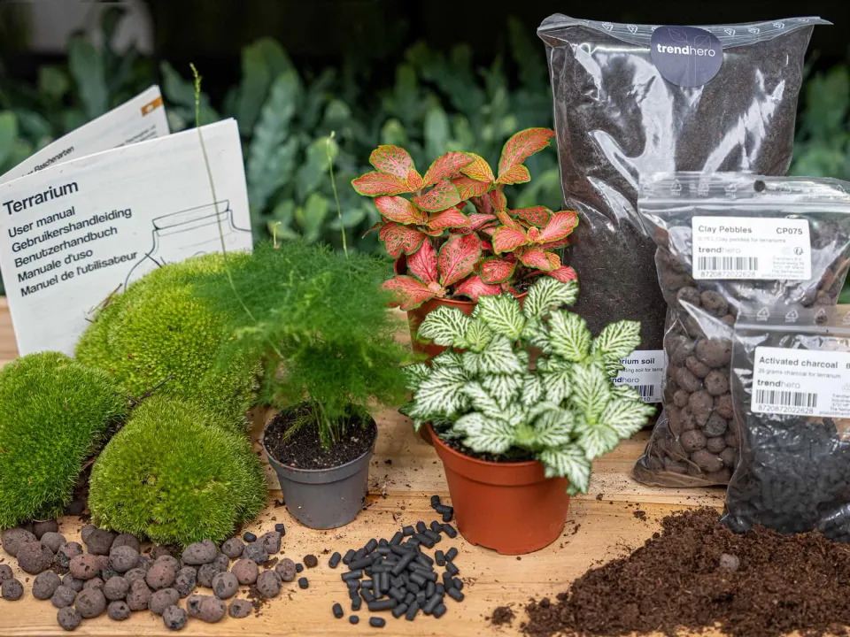 Urbanjungl Asparagus terrarium navulpakket 3 planten L/XL