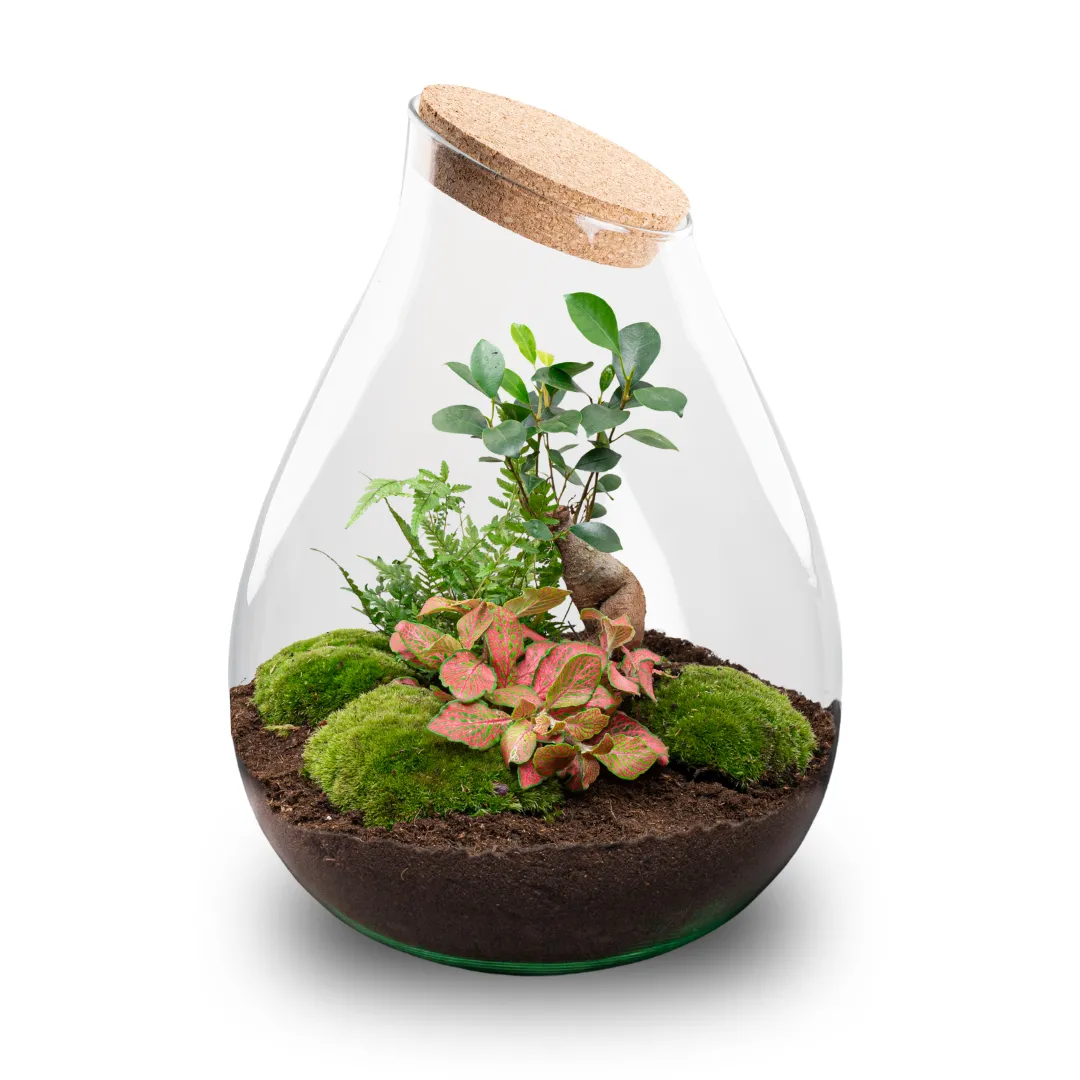 Urbanjungl Drop XXL Bonsai terrarium Ø 34 cm DIY kit