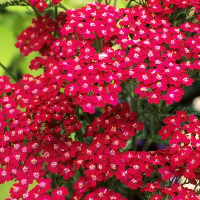 The Natural World Achillea Cassis duizendblad P9 donkerrood
