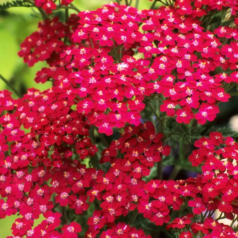 The Natural World Achillea Cassis duizendblad P9 donkerrood