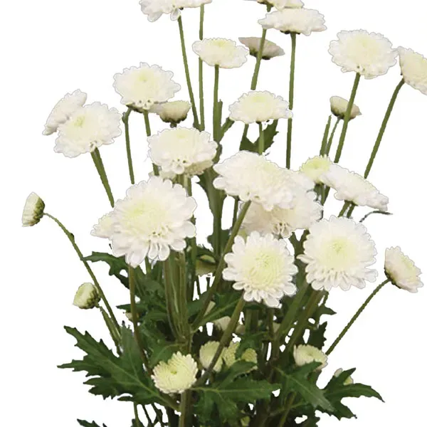 The Natural World Chrysanthemum morifolium plant eetbaar