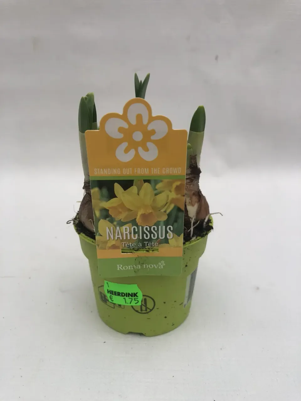 Tuincentrum Heerdink Tête à Tête narcis 8 cm